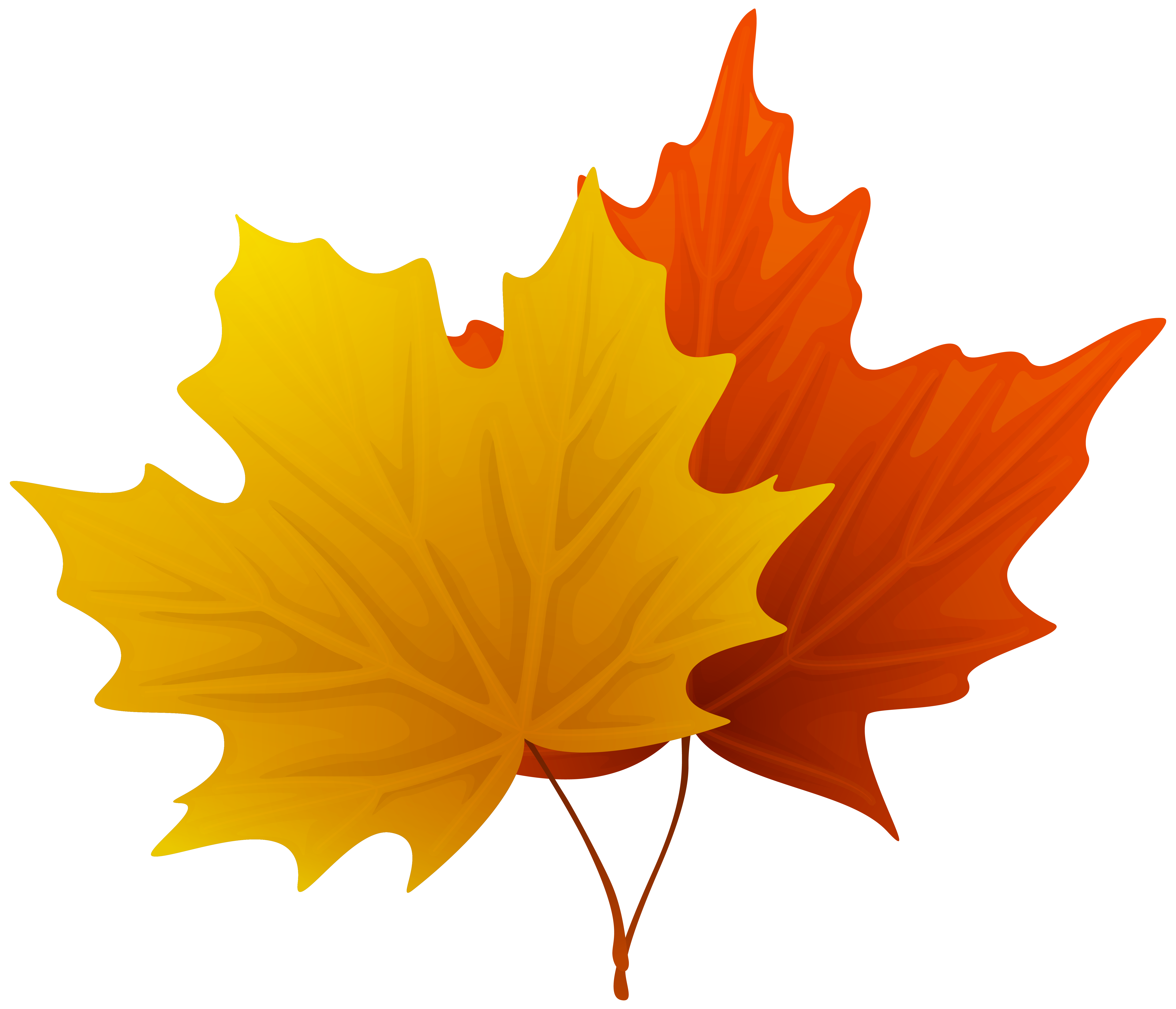 Maple Leaf Clip Art Awesome Maple Leaves Clipart 20 Free Cliparts