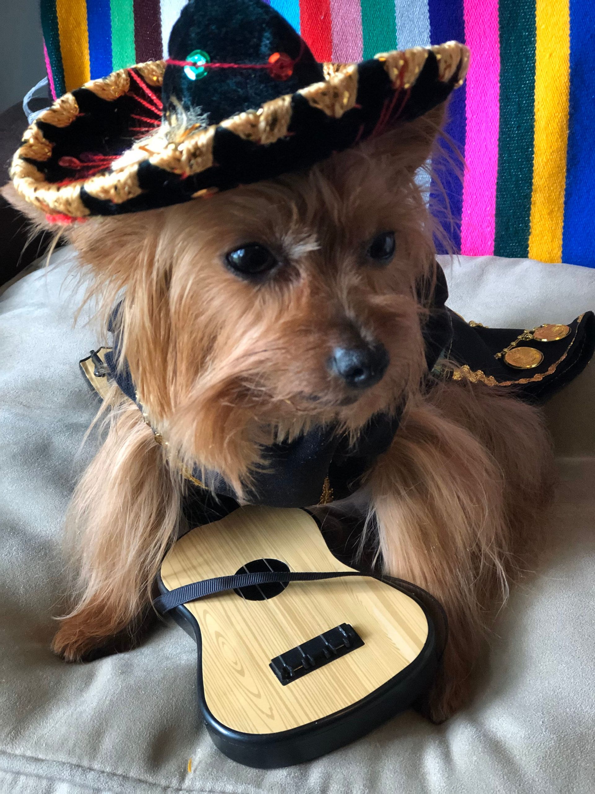 Mexican Dog Outfit Elegant Mariachi Dog Costume Mariachi Outfit for Dogs Mexican Dog