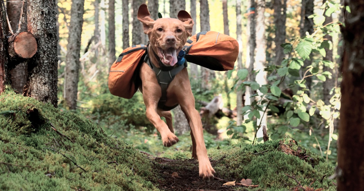 Outdoor Dog Gear Inspirational Best Outdoor Gear for Dogs Of 2023