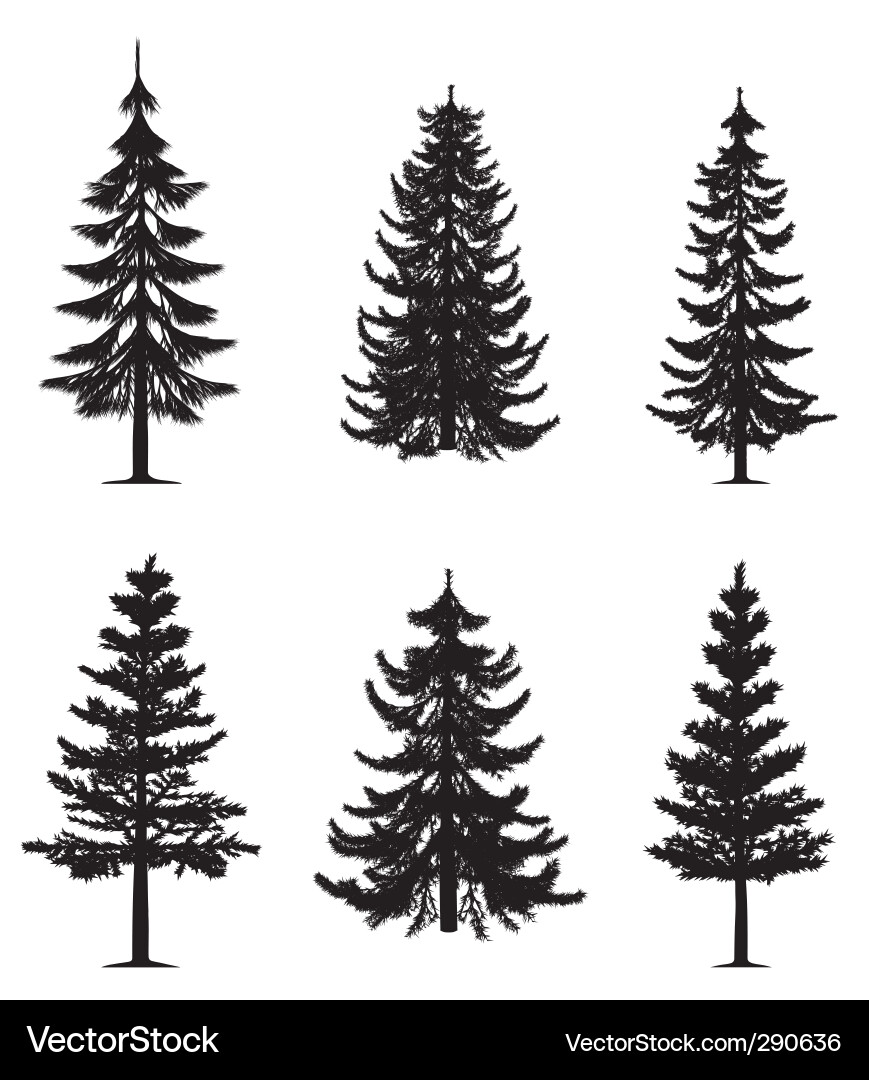 Pine Tree Vector Image Best Of Pine Trees Collection Royalty Free Vector Image