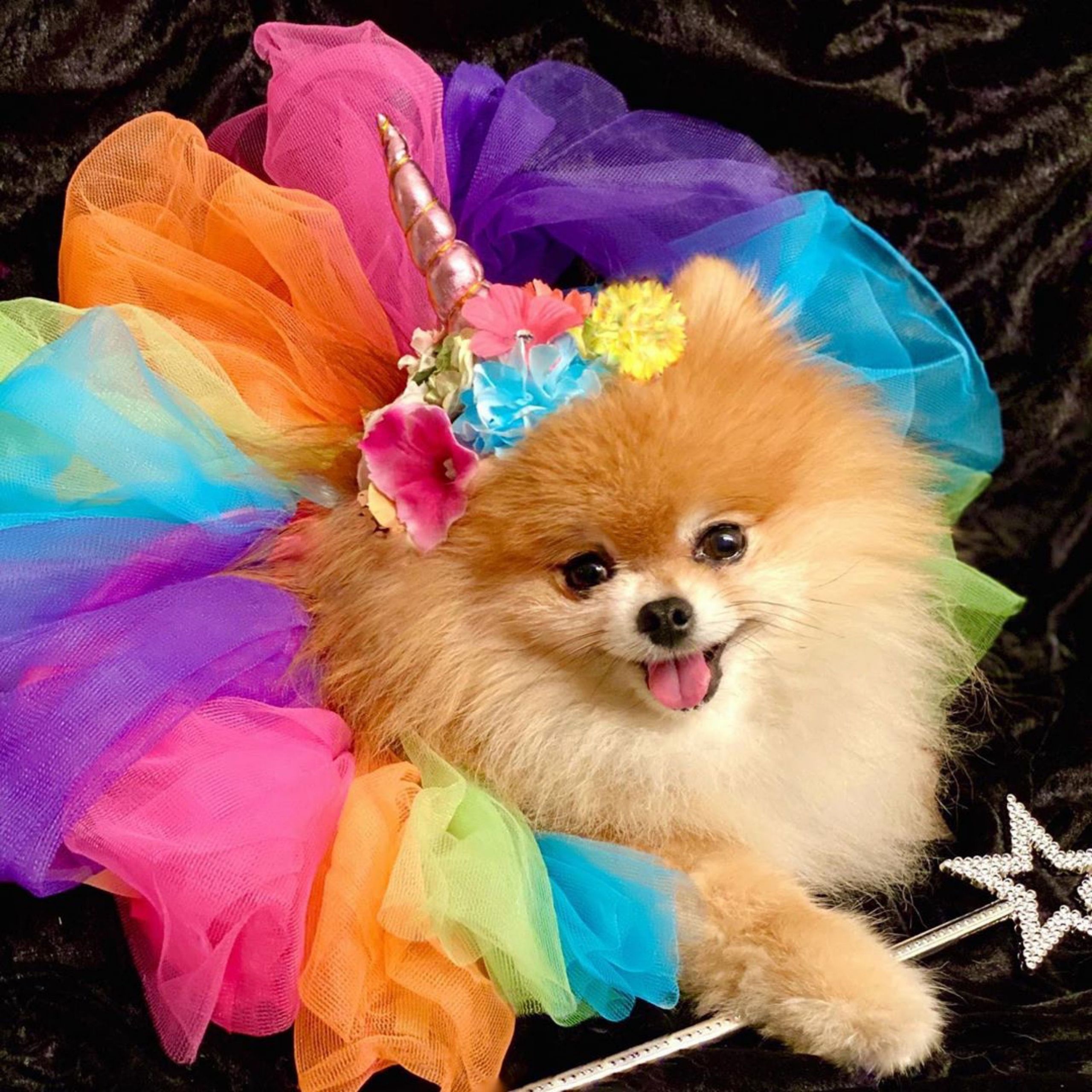 Puppies In Costumes Awesome Pomeranian Puppies In Halloween Costumes Pets Lovers