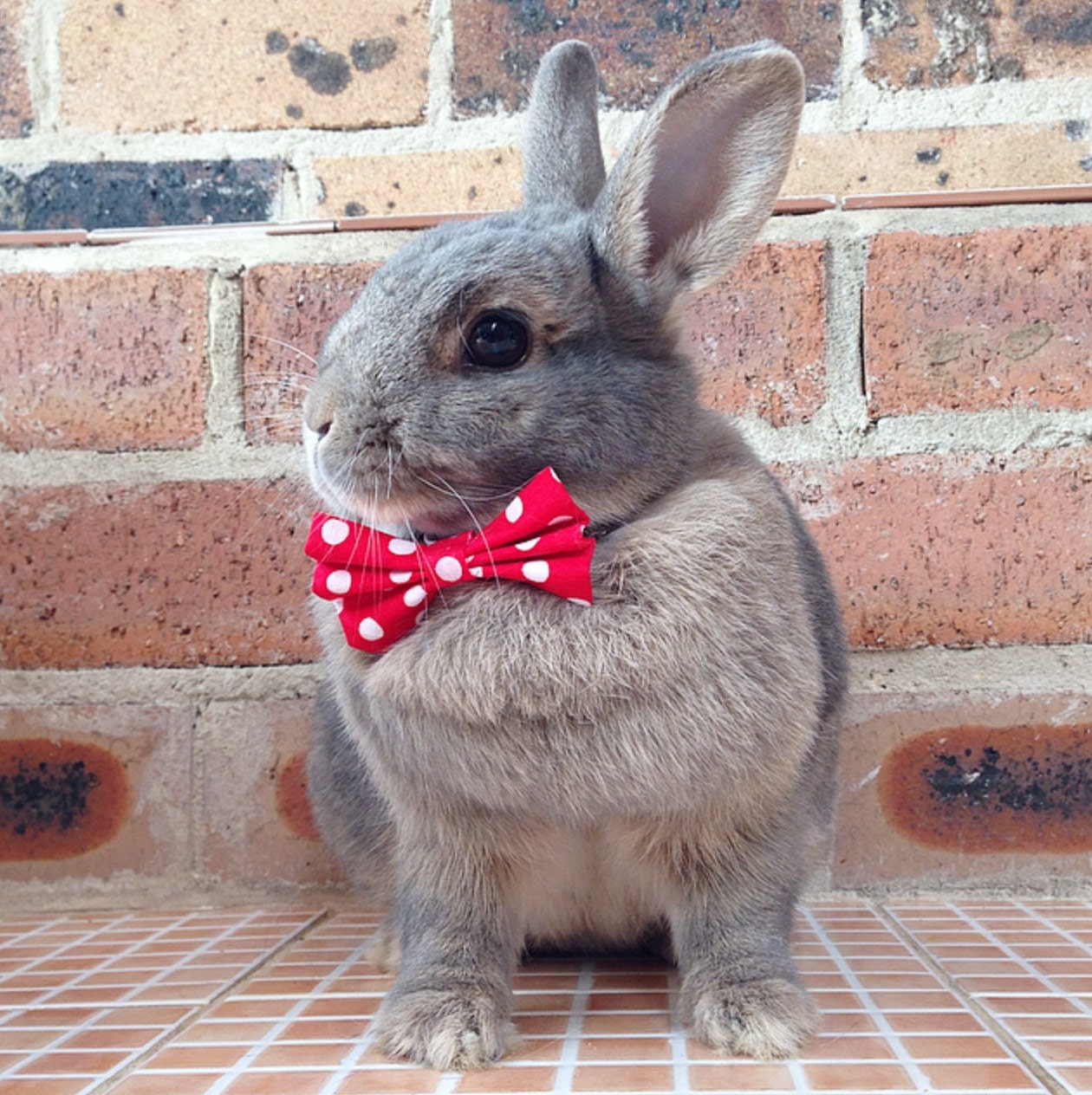 Rabbit Bow Tie New Red and White Bow Tie Pet Rabbit Bow Tie Pet Rabbit Bows