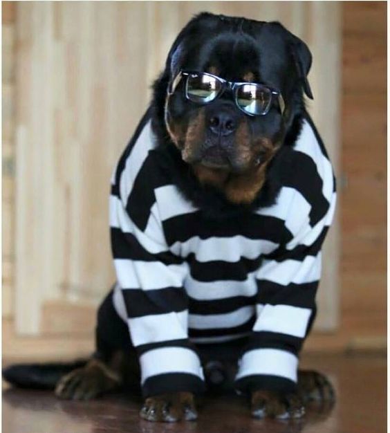 Rottweiler In Clothes Beautiful 20 Hilarious Rottweiler Dogs In Halloween Costumes Rottweiler Life