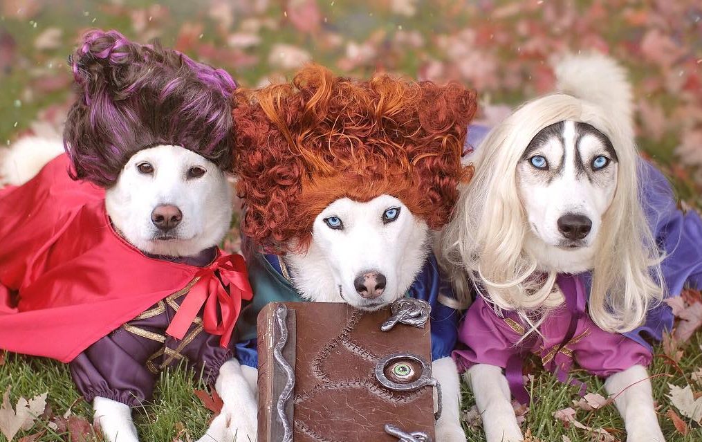 Sanderson Sisters Dog Costumes Best Of these Dogs Dressed as the Hocus Pocus Sanderson Sisters Will Put A