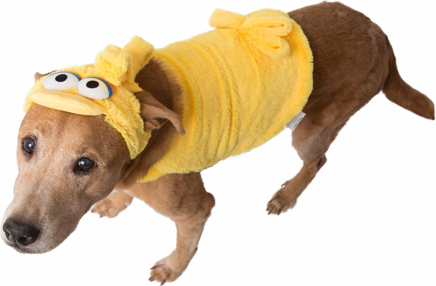 Sesame Street Dog Costume Beautiful Pet Krewe Sesame Street Big Bird Dog Costume Chewy