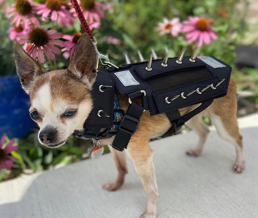 Small Dog Spiked Vest Inspirational Vets Create New Spiked Vests to Protect Dogs From Vicious attacks