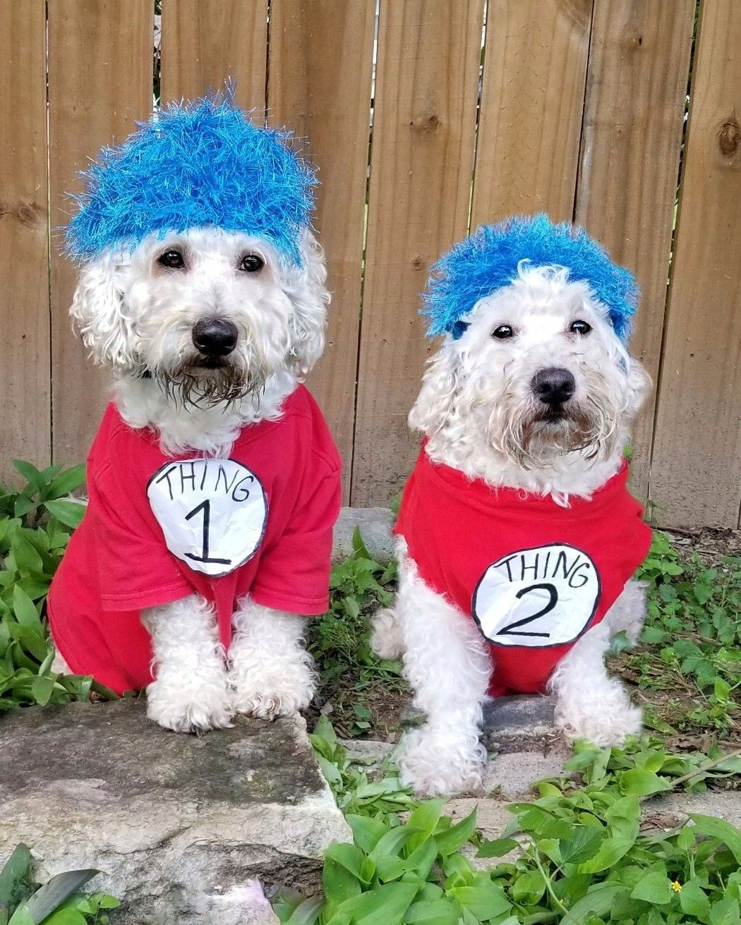 Thing Dog Costume Unique Unleash the Fun with Thing E and Two Dog Costumes